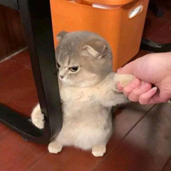 Calii