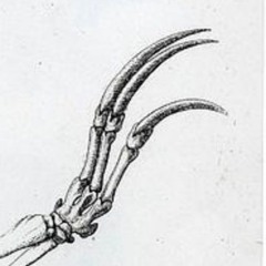 mustobeysloth