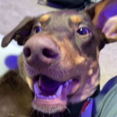 Bulo