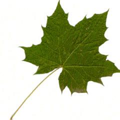 blaadje