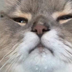 meowmeow