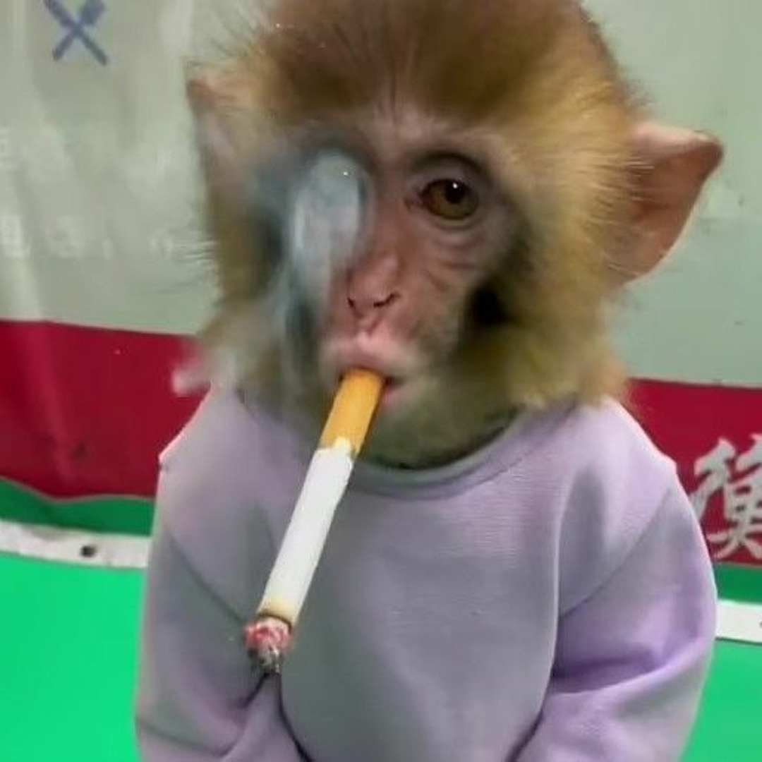 Stream monkey flip music | Listen to songs, albums Stream monkey flip music | Listen to songs, albums