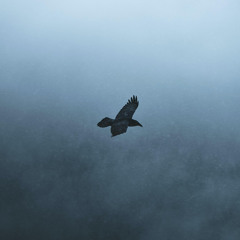 foureyedraven