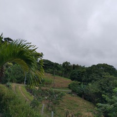 Nelson