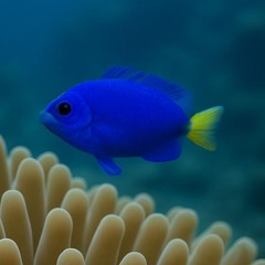 Damnselfish & the Sea Anemones