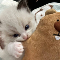 bubi