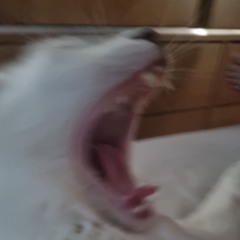beaaaaaaa