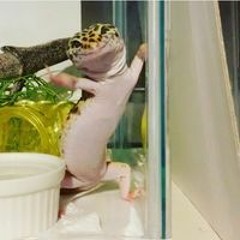 The Sad Story Of Kiissel And Muussel