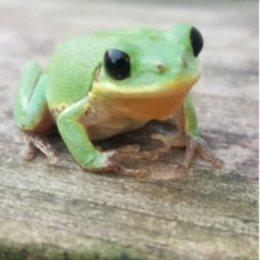Frog🐸
