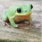 Frog🐸