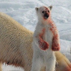 маслянный XVII
