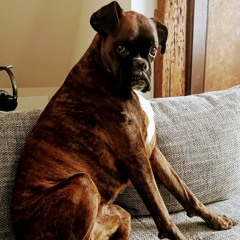 Chuule