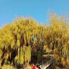 Sonam Yangzom