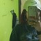 puyoll.-.