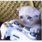 sad cat ╥﹏╥