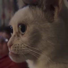 fuckittycat
