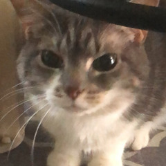 tessa!!