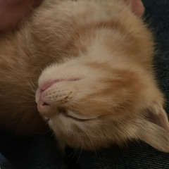 kira