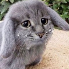 catsaregoofygoobers