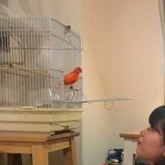 渚乃