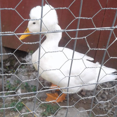 odduck