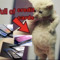 Meowe Cat