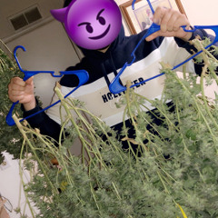 jeruspb