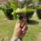 Seherish.khan