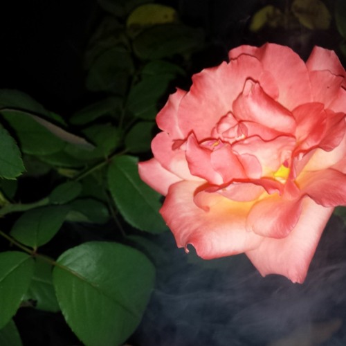 switchy x lately - Loved Ones (prod. sanvictor)