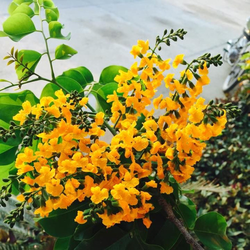 ရက်မြတ်သင်္ကြန် - (ဇော်ဝမ်း)