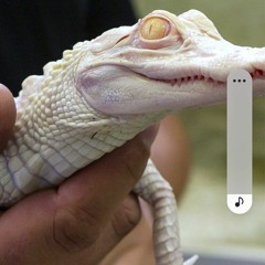 albino alligator