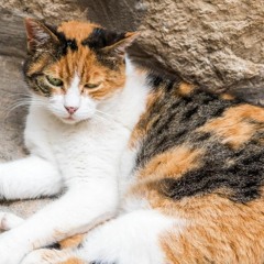 tori