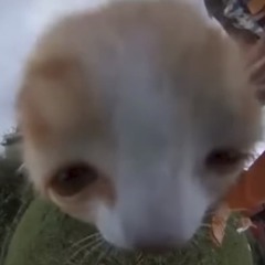 Smellifysh