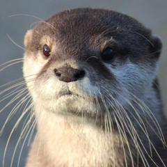 Otter