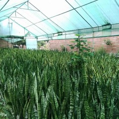 Green_house