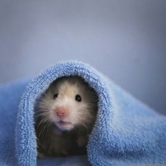 hamster