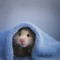 hamster
