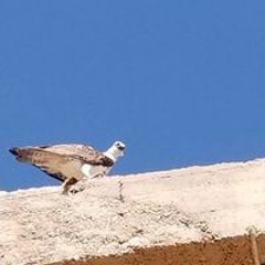 محمد محمود ابو عبدالله
