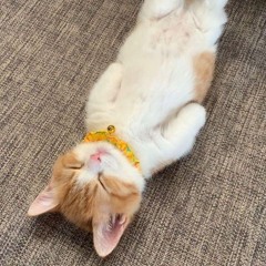 cat32