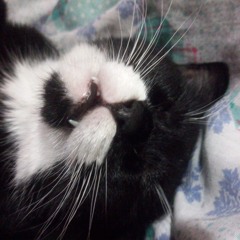 Linlin