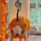 Pumpkin dog