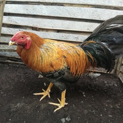 Kadek Apriyani