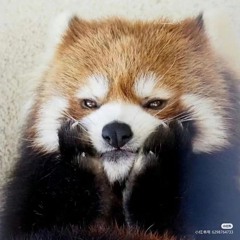 GrumpyPanda23