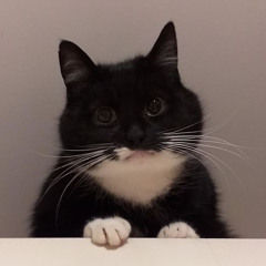 bsh