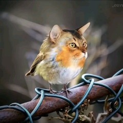 Meredith Beauregard.