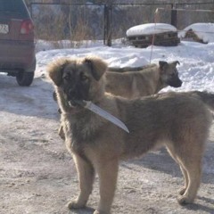 Куцање ноћу