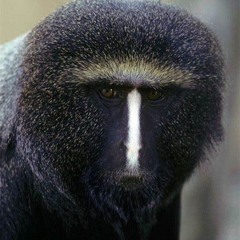 ERRORFACE1