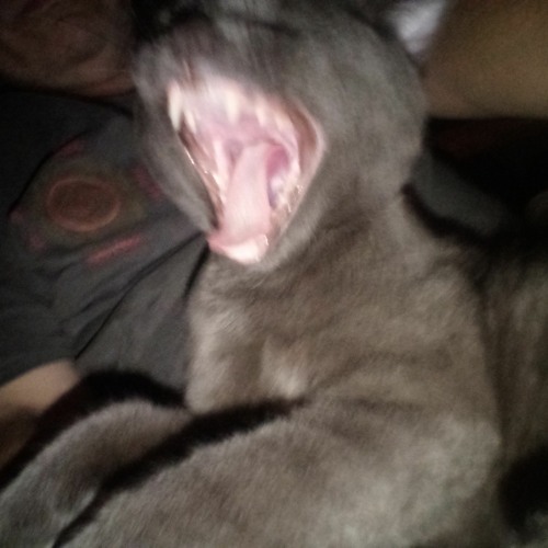 psycho cat’s avatar