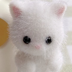 kimi