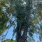 low palms